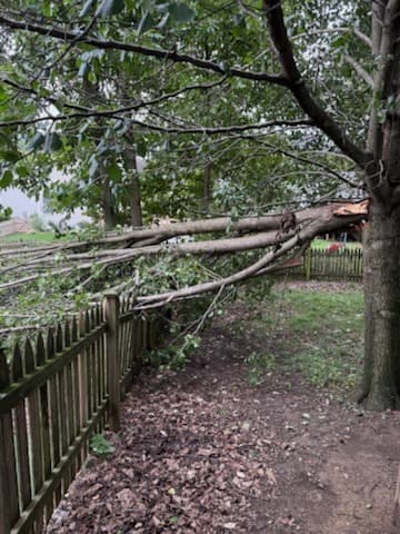 Tree removal, before